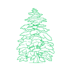 Plants Cedars Deodar Cedar Craft Design Svg File, Free Vectors File